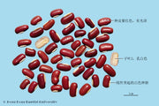 Chi Xiao Dou Red Adzuki Bean