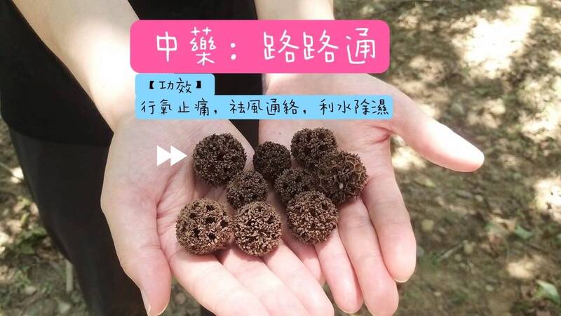 Lu Lu Tong Liquidambar Fruit