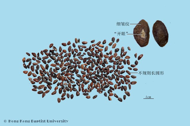 Che Qian Zi Plantago Seed