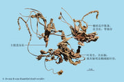 Che Qian Cao (Plantago Herb)
