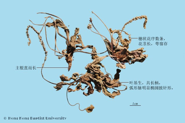 Che Qian Cao (Plantago Herb)