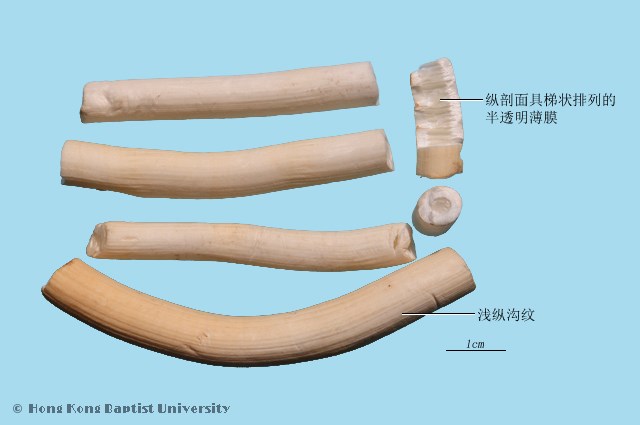 Tong Cao Tetrapanax Pith