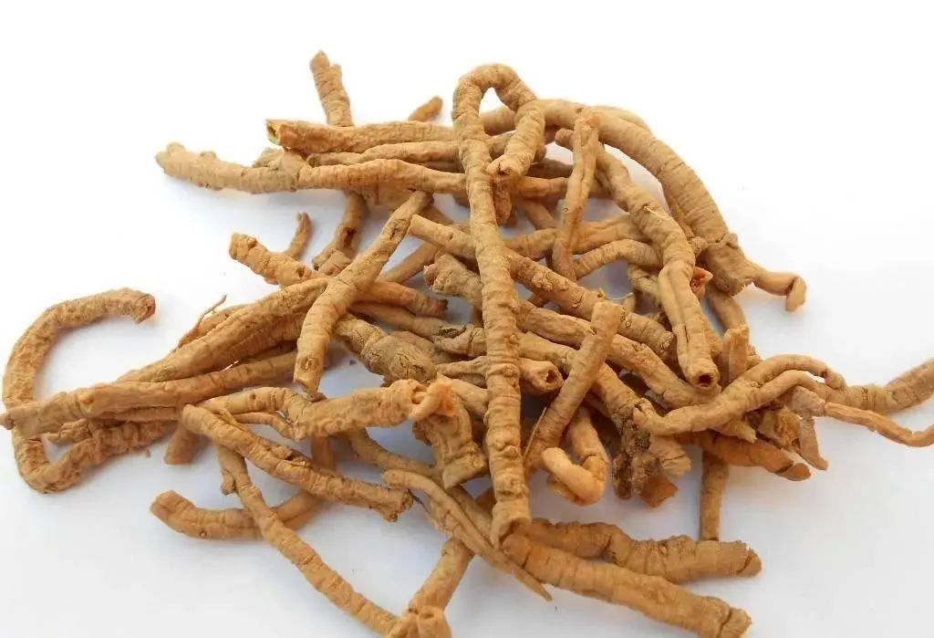 Yuan Zhi Polygalae Radix Ex Powder