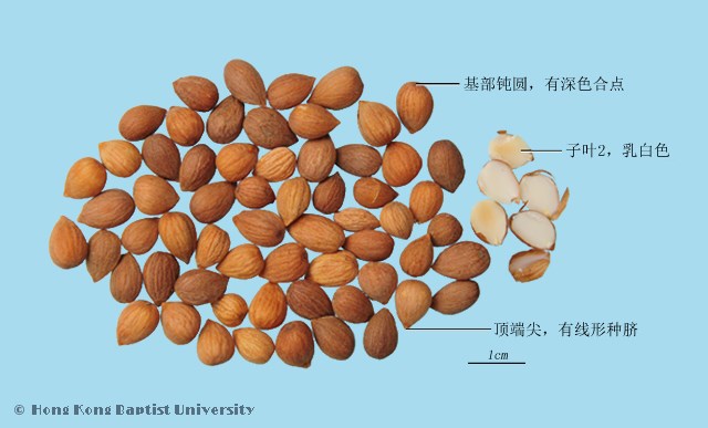 Yu Li Ren Pruni Semen