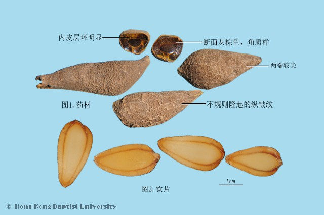 Yu Jin Curcuma Radix