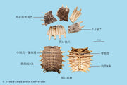 Ye Sheng Bie Jia