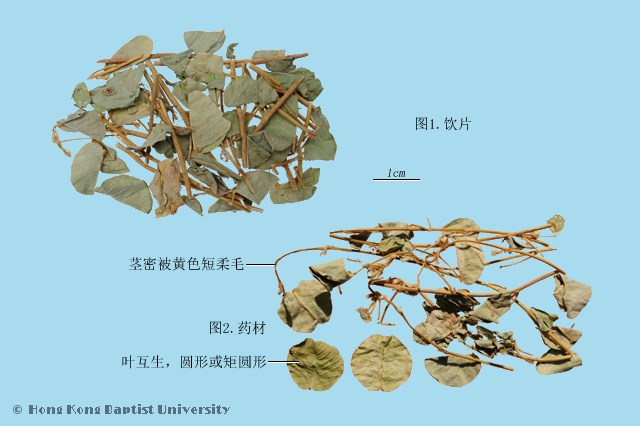 Jing Qian Cao Lysimachiae Herba