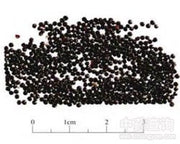 Qing Xiang Zi Celosia Seed