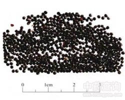 Qing Xiang Zi Celosia Seed