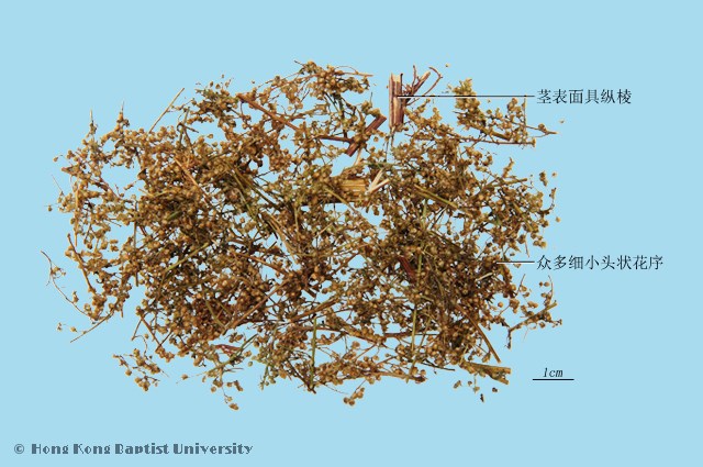 Qing Hao Sweet Wormwood
