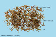 Qing Hao Sweet Wormwood