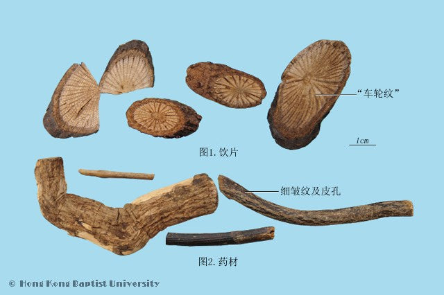 Qing Feng Teng Sinomenium Stem