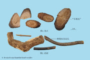 Qing Feng Teng Sinomenium Stem