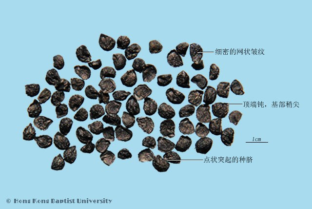 Jiu Cai Zi Semen Allii Tuberosi