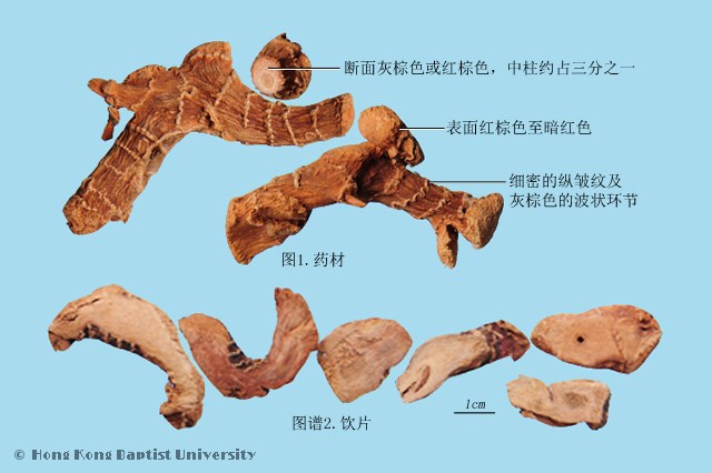 Gao Liang Jiang Galangal Rhizome