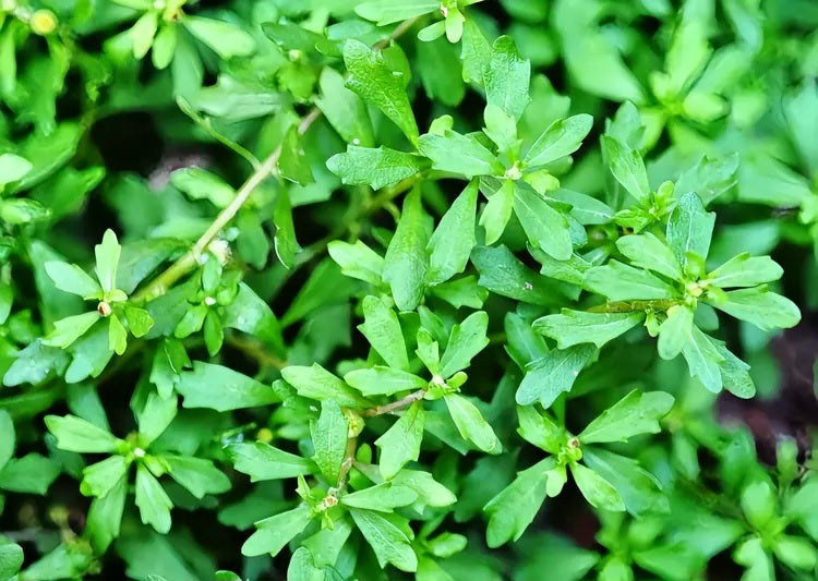 E Bu Shi Cao Small Centipeda Herb