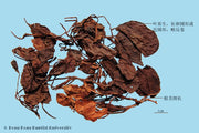 Lu Xian Cao Pyrola Herb