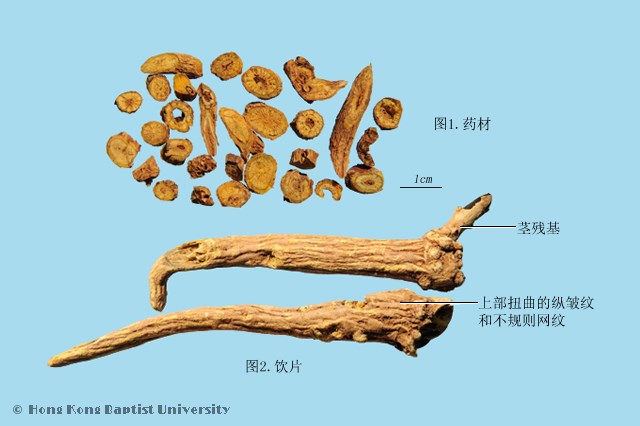 Huang Qin Scutellaria Root