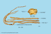 Dang Shen Codonopsis Root